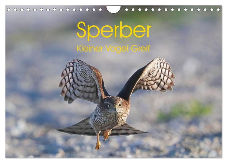 Produktbild: Sperber - Kleiner Vogel Greif (Wandkalender 2026 DIN A4 quer), CALVENDO Monatskalender