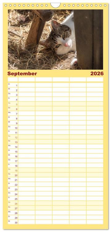 Produktbild: Familienplaner 2026 - Tierschutzkatzen vom TSV-Neuss - Gro&szlig;es Gl&uuml;ck auf sanften Pfoten mit 5 Spalten (Wandkalender, 21 x 45 cm) CALVENDO
