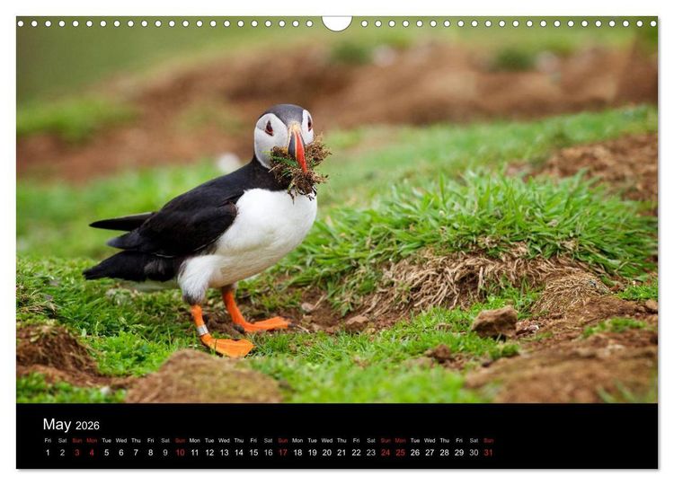 Produktbild: ATLANTIC PUFFINS OF SCOTLAND (Wall Calendar 2026 DIN A3 landscape), CALVENDO 12 Month Wall Calendar