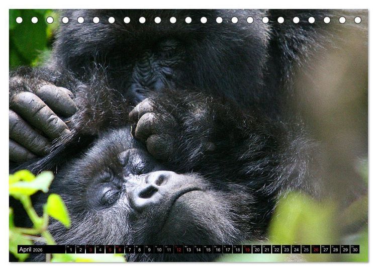 Produktbild: Berggorillas - die sanften Riesen (Tischkalender 2026 DIN A5 quer), CALVENDO Monatskalender