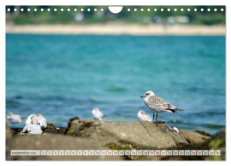 Produktbild: Oiseaux libres et sauvages (Calendrier mural 2026 DIN A4 vertical), CALVENDO calendrier mensuel