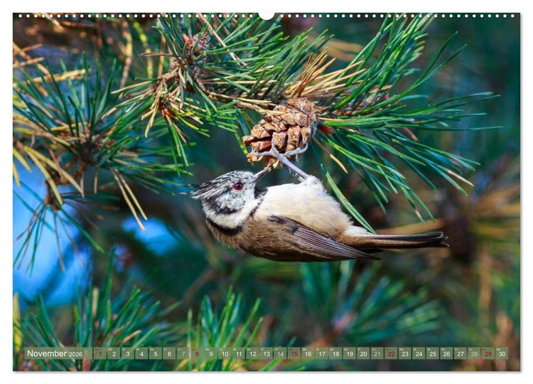 Produktbild: Wilder Dar&szlig; - Fuchs, Hirsch und Co. 2026 (Wandkalender 2026 DIN A2 quer), CALVENDO Monatskalender