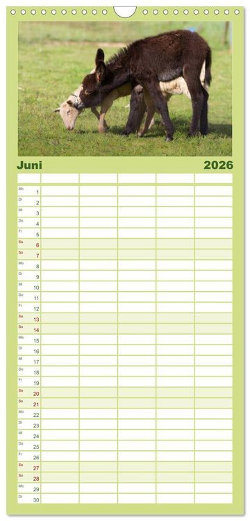 Produktbild: Familienplaner 2026 - Das Esel-Paradies - Hunde und andere Feunde mit 5 Spalten (Wandkalender, 21 x 45 cm) CALVENDO
