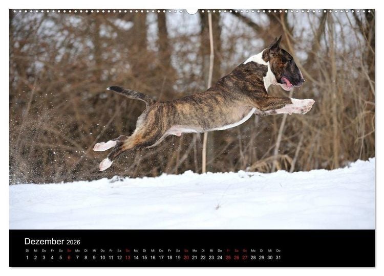 Produktbild: Bullterrier 2026 - Kleine Clowns mit gro&szlig;em Herz (hochwertiger Premium Wandkalender 2026 DIN A2 quer), Kunstdruck in Hochglanz