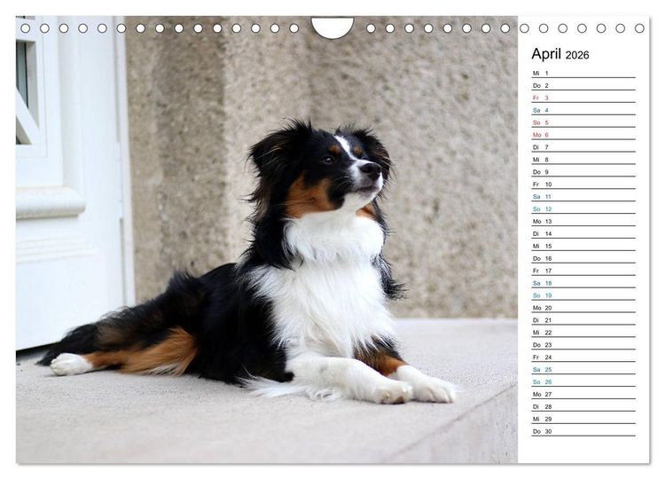 Produktbild: Australian Shepherd Tri Color (Wandkalender 2026 DIN A4 quer), CALVENDO Monatskalender