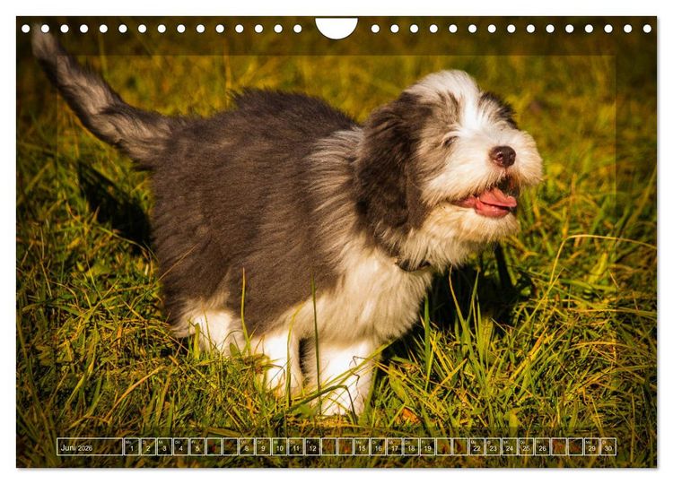 Produktbild: Bearded Collie, mein Freund (Wandkalender 2026 DIN A4 quer), CALVENDO Monatskalender