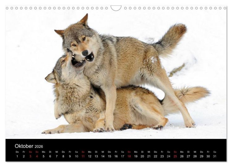 Produktbild: Kanadische W&ouml;lfe im Winter (Wandkalender 2026 DIN A3 quer), CALVENDO Monatskalender