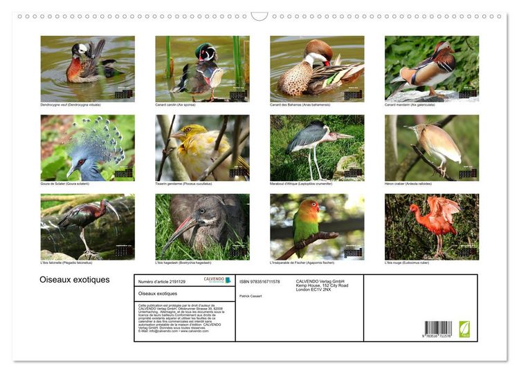 Produktbild: Oiseaux exotiques (Calendrier mural 2026 DIN A2 vertical), CALVENDO calendrier mensuel