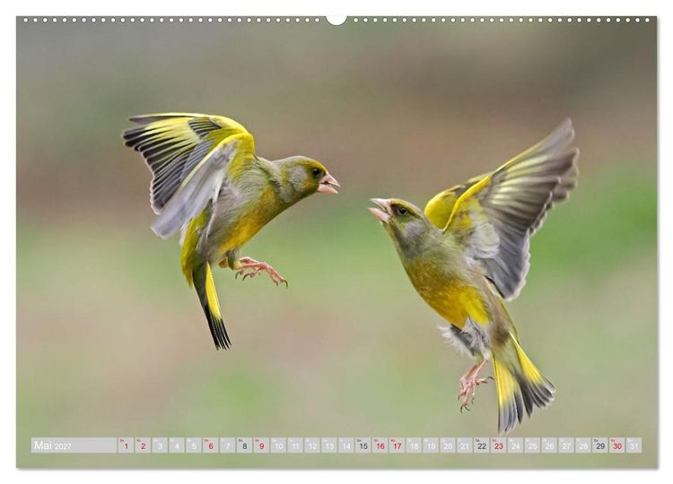 Produktbild: Flugk&uuml;nstler in luftiger H&ouml;he - Heimische Singv&ouml;gel im Flug (Wandkalender 2027 DIN A2 quer), CALVENDO Monatskalender