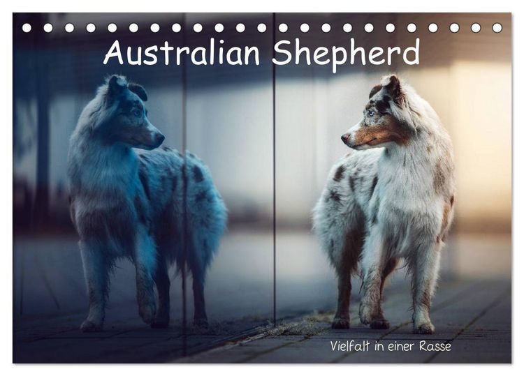 Produktbild: Australian Shepherd - Vielfalt in einer Rasse (Tischkalender 2026 DIN A5 quer), CALVENDO Monatskalender