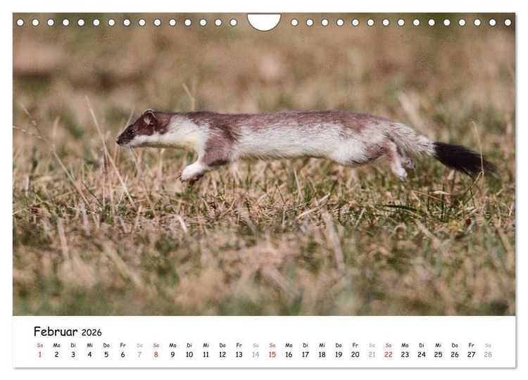 Produktbild: Hermelin - das wieselflinke Raubtier (Wandkalender 2026 DIN A4 quer), CALVENDO Monatskalender