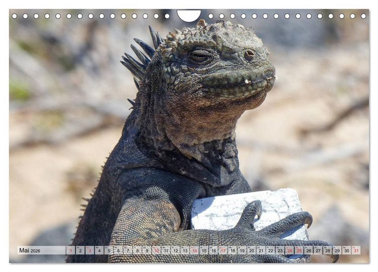 Produktbild: Die Galapagosinseln - Santa Cruz Island (Wandkalender 2026 DIN A4 quer), CALVENDO Monatskalender