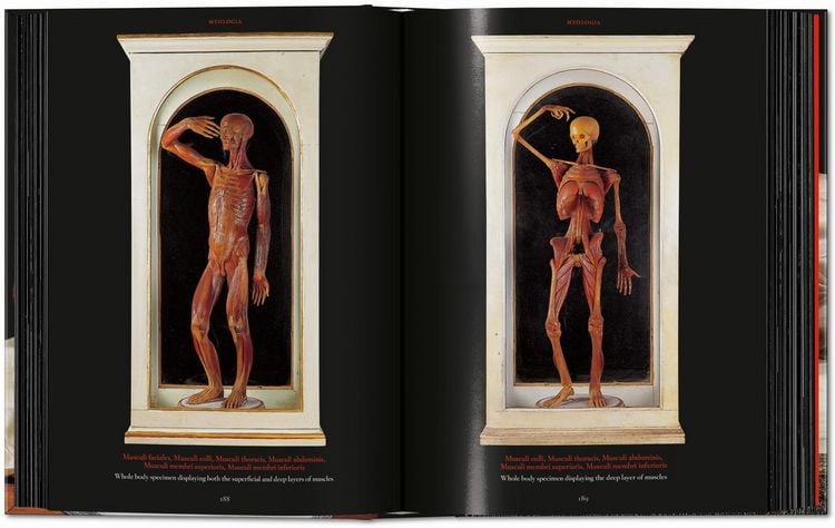 Produktbild: Anatomical Waxes. 45th Ed.