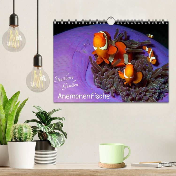 Produktbild: Anemonenfische - Streitbare Gesellen (Wandkalender 2027 DIN A4 quer), CALVENDO Monatskalender