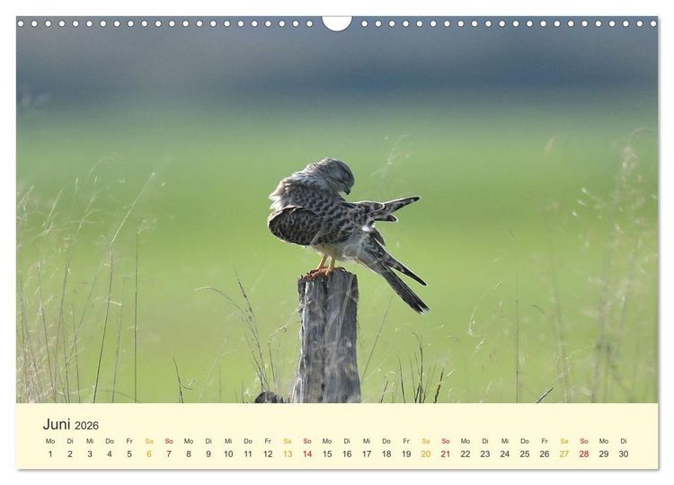 Produktbild: Im Revier der Falken (Wandkalender 2026 DIN A3 quer), CALVENDO Monatskalender