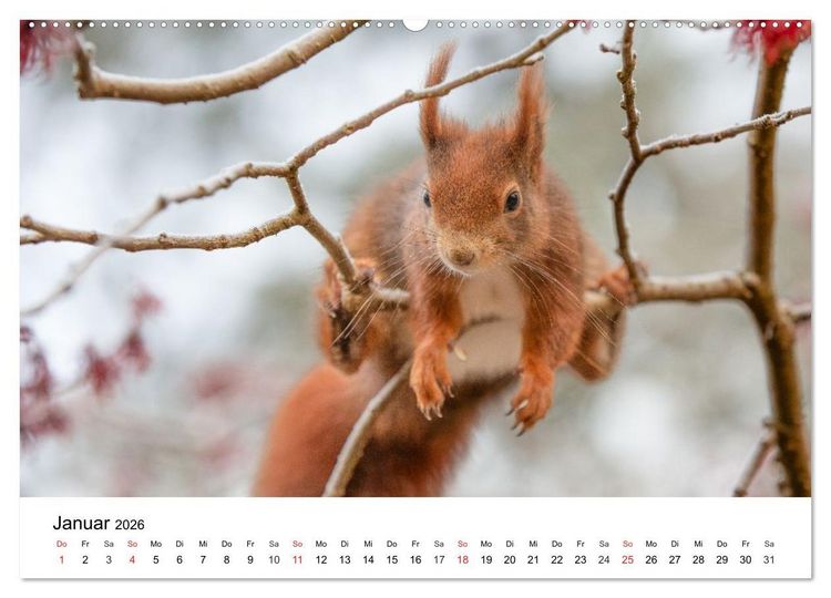 Produktbild: Eichh&ouml;rnchen - Kleine Kobolde im Roten Pelz (hochwertiger Premium Wandkalender 2026 DIN A2 quer), Kunstdruck in Hochglanz