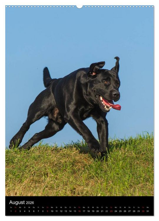 Produktbild: Faszination Labrador Retriever (hochwertiger Premium Wandkalender 2026 DIN A2 hoch), Kunstdruck in Hochglanz