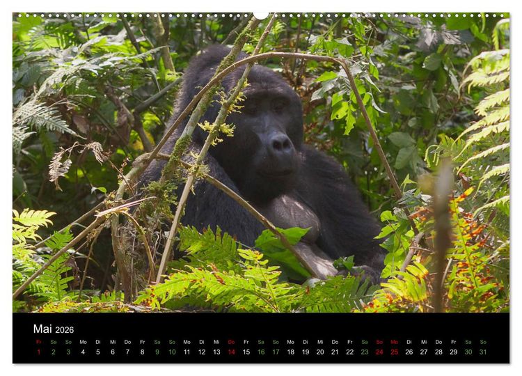 Produktbild: Ugandas friedliche Berggorillas (Wandkalender 2026 DIN A2 quer), CALVENDO Monatskalender