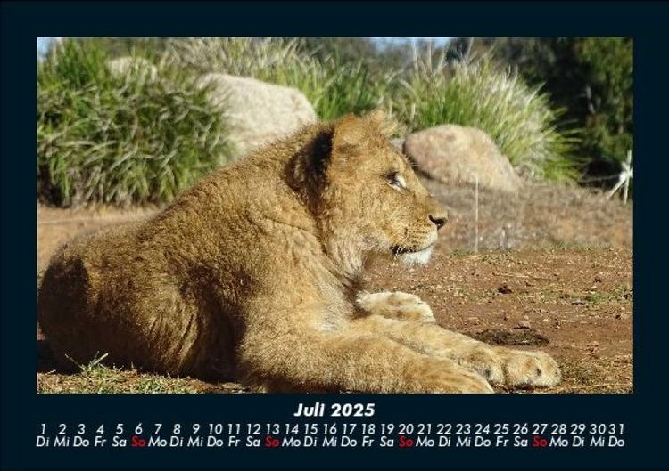 Produktbild: L&ouml;wen in der Wildnis 2025 Fotokalender DIN A5