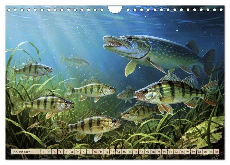 Produktbild: Barsche im See (Wandkalender 2027 DIN A4 quer), CALVENDO Monatskalender