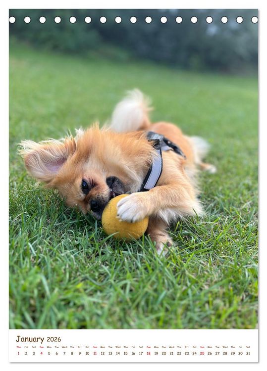 Produktbild: Sassy, fluffy, fabulous &ndash; A year of Pekingese charm (Desk Calendar 2026 DIN A5 portrait), CALVENDO 12 Month DeskCalendar