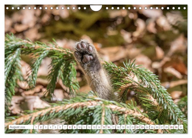 Produktbild: Wildkatzen - die anmutigsten Raubiere in Europa. (Wandkalender 2026 DIN A4 quer), CALVENDO Monatskalender