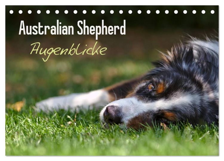 Produktbild: Australian Shepherd - Augenblicke (Tischkalender 2026 DIN A5 quer), CALVENDO Monatskalender