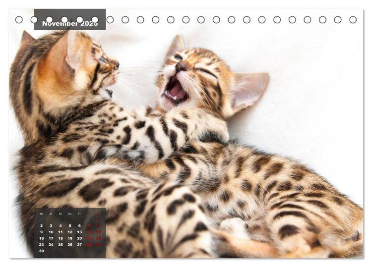 Produktbild: Bengal K&auml;tzchen (Tischkalender 2026 DIN A5 quer), CALVENDO Monatskalender