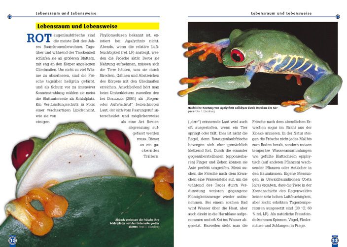 Produktbild: Der Rotaugenlaubfrosch