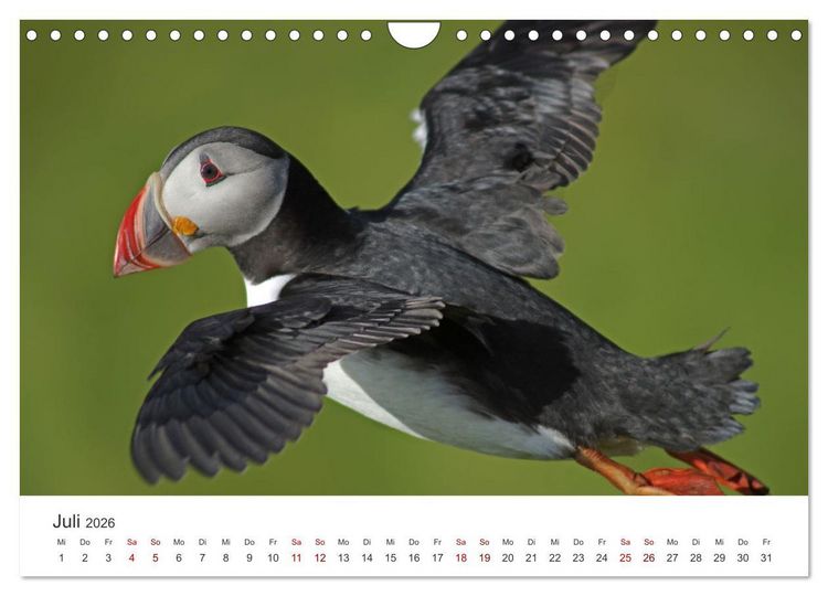 Produktbild: Papageitaucher - Clowns der nordischen Vogelwelt (Wandkalender 2026 DIN A4 quer), CALVENDO Monatskalender