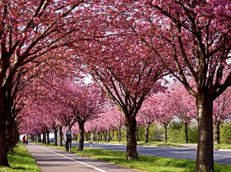 Produktbild: CALVENDO Puzzle Kirschbl&uuml;te im Magdeburger Holzweg | 2000 Teile Lege-Gr&ouml;&szlig;e 90x67cm Foto-Puzzle f&uuml;r gl&uuml;ckliche Stunden