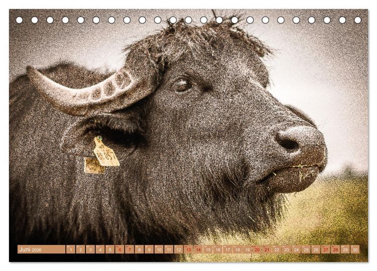 Produktbild: Mutterk&uuml;he (Tischkalender 2026 DIN A5 quer), CALVENDO Monatskalender