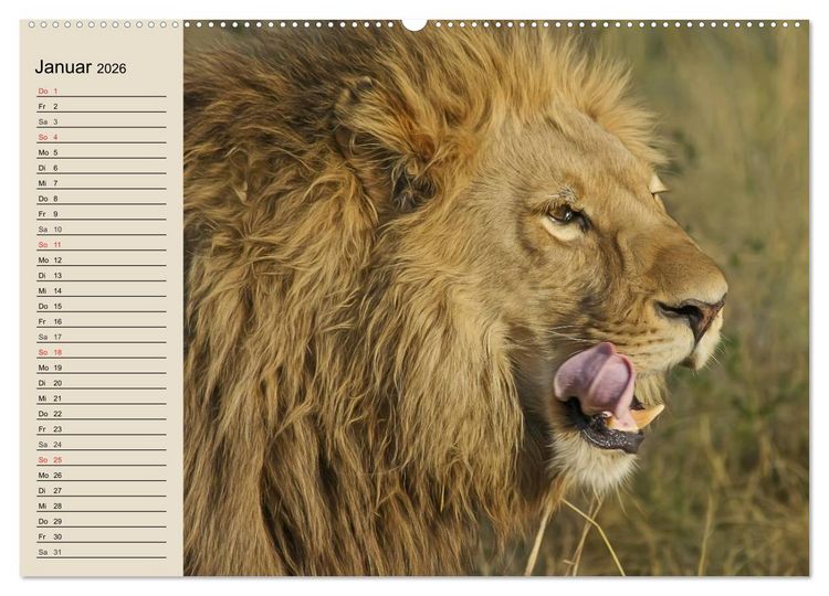 Produktbild: L&ouml;wen. Majest&auml;tische Kraft (Wandkalender 2026 DIN A2 quer), CALVENDO Monatskalender