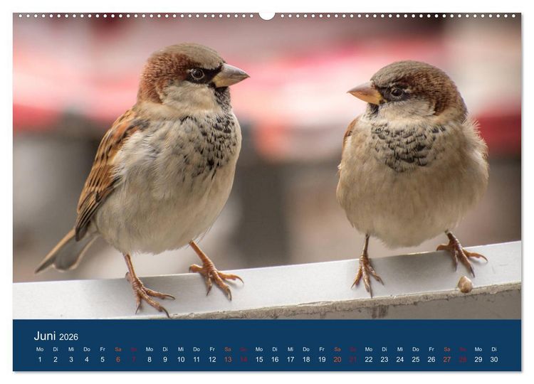 Produktbild: Spatzen-Kalender (Wandkalender 2026 DIN A2 quer), CALVENDO Monatskalender