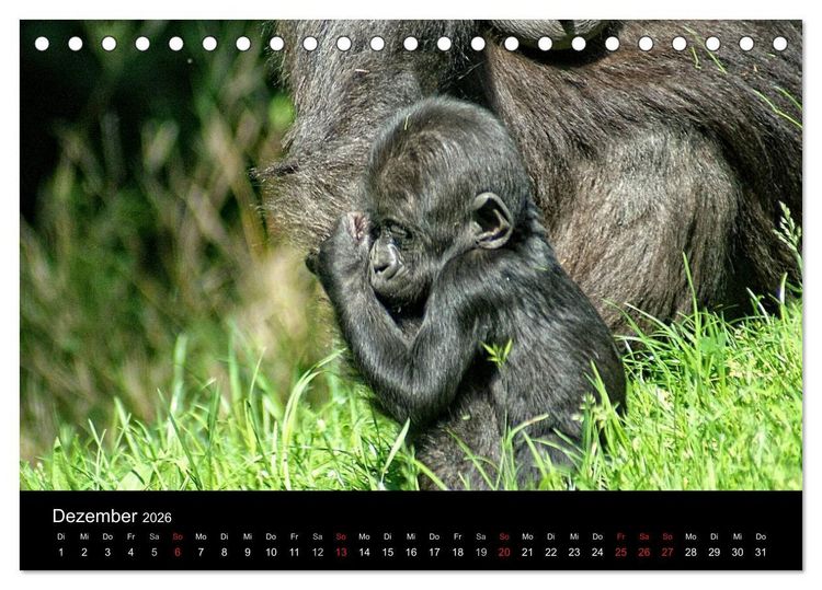 Produktbild: Gorillas - Die sanften Wilden (Tischkalender 2026 DIN A5 quer), CALVENDO Monatskalender