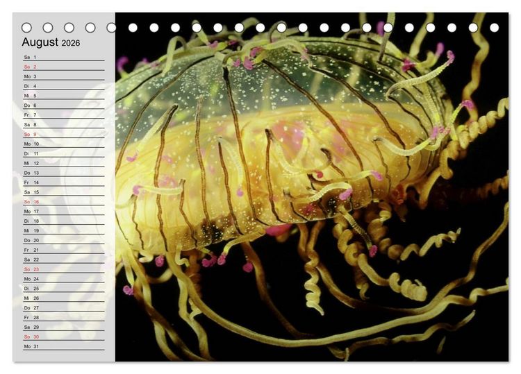 Produktbild: Quallen. Die Welt der Medusen (Tischkalender 2026 DIN A5 quer), CALVENDO Monatskalender
