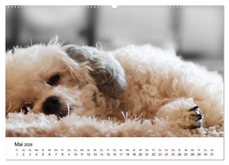 Produktbild: Total gechillte Hunde (Wandkalender 2026 DIN A2 quer), CALVENDO Monatskalender