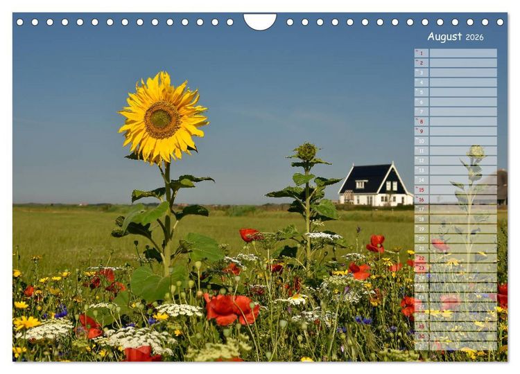 Produktbild: Ein Sommer auf Texel (Wandkalender 2026 DIN A4 quer), CALVENDO Monatskalender