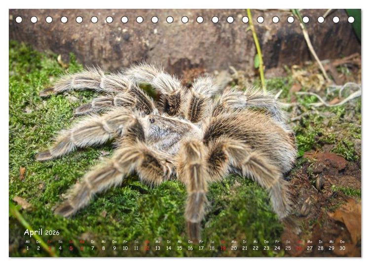 Produktbild: Vogelspinnen (Tischkalender 2026 DIN A5 quer), CALVENDO Monatskalender