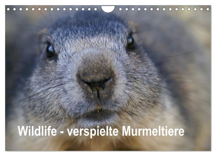 Produktbild: Wildlife - Verspielte Murmeltiere (Wandkalender 2026 DIN A4 quer), CALVENDO Monatskalender