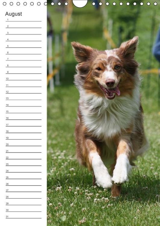 Produktbild: Der Aussie - Geburtstagskalender (Wandkalender immerw&auml;hrend DIN A4 hoch)