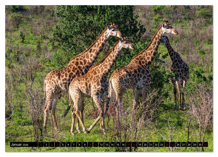 Produktbild: Komm mit auf Safari! Botswana und S&uuml;dafrika (Tischkalender 2026 DIN A5 quer), CALVENDO Monatskalender