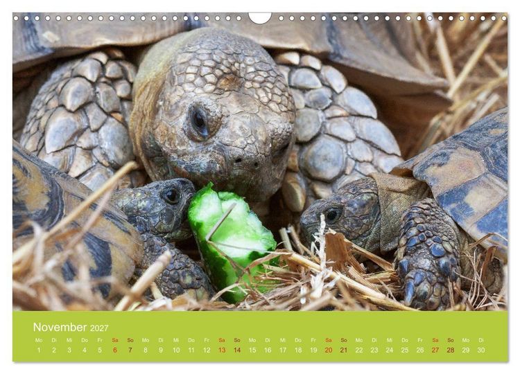 Produktbild: Meine Schildkr&ouml;ten (Wandkalender 2027 DIN A3 quer), CALVENDO Monatskalender