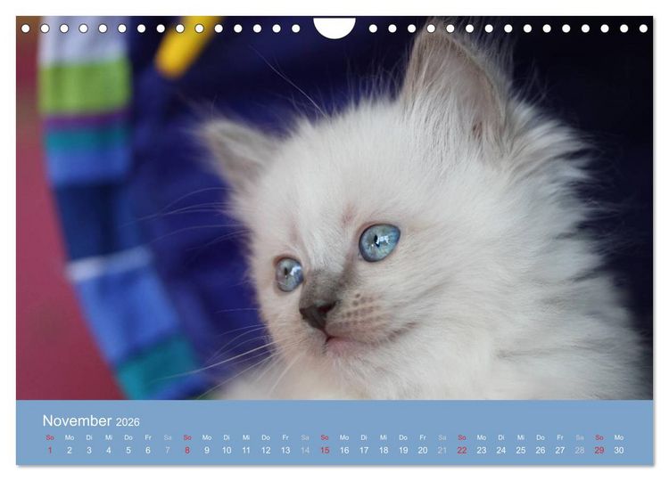 Produktbild: Engel auf 4 Pfoten - Ragdolls 2026 (Wandkalender 2026 DIN A4 quer), CALVENDO Monatskalender