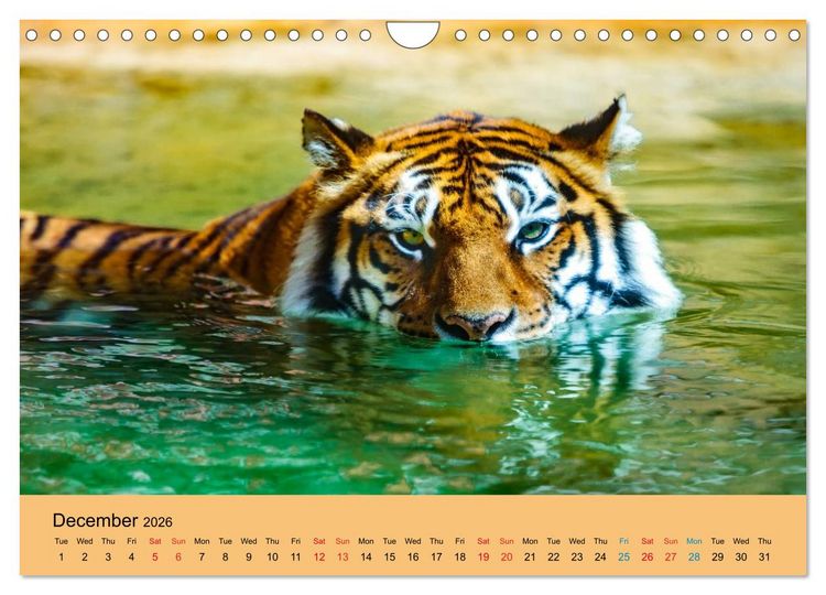 Produktbild: Just Bengal Tigers (Wall Calendar 2026 DIN A4 landscape), CALVENDO 12 Month Wall Calendar