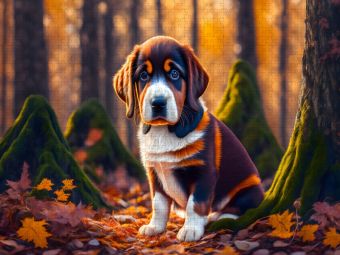 Produktbild: CALVENDO Puzzle Kleiner Hund im Herbstwald | 1000 Teile Lege-Gr&ouml;&szlig;e 64x48cm Foto-Puzzle f&uuml;r gl&uuml;ckliche Stunden