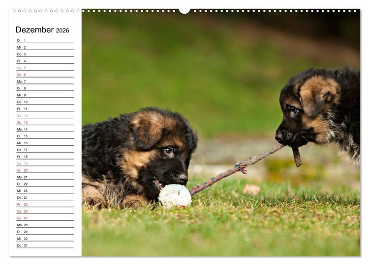 Produktbild: Deutscher Sch&auml;ferhund - Welpen (hochwertiger Premium Wandkalender 2026 DIN A2 quer), Kunstdruck in Hochglanz