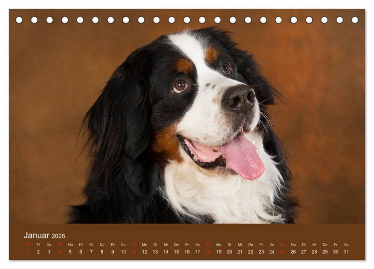 Produktbild: Berner Sennenhunde (Tischkalender 2026 DIN A5 quer), CALVENDO Monatskalender
