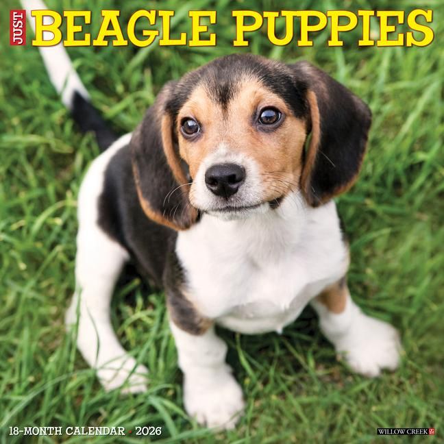 Produktbild: Beagle Puppies 2026 12 X 12 Wall Calendar