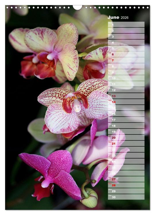 Produktbild: Orchids - Infinite Variety (Wall Calendar 2026 DIN A3 portrait), CALVENDO 12 Month Wall Calendar